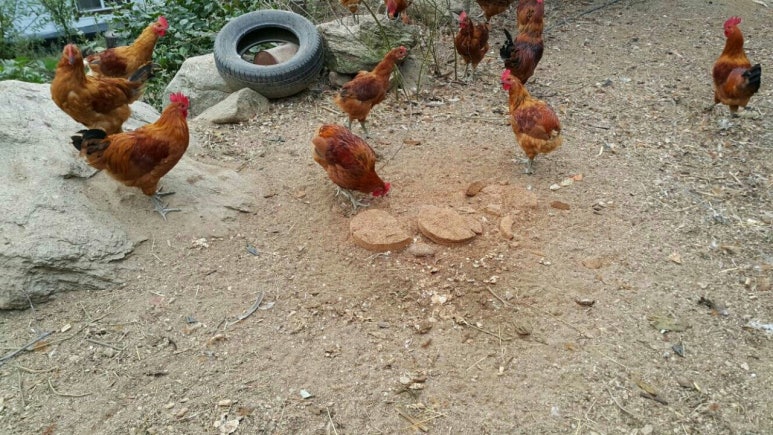 산속에토종닭 이미지
