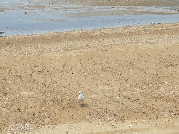 궁평항3호 이미지