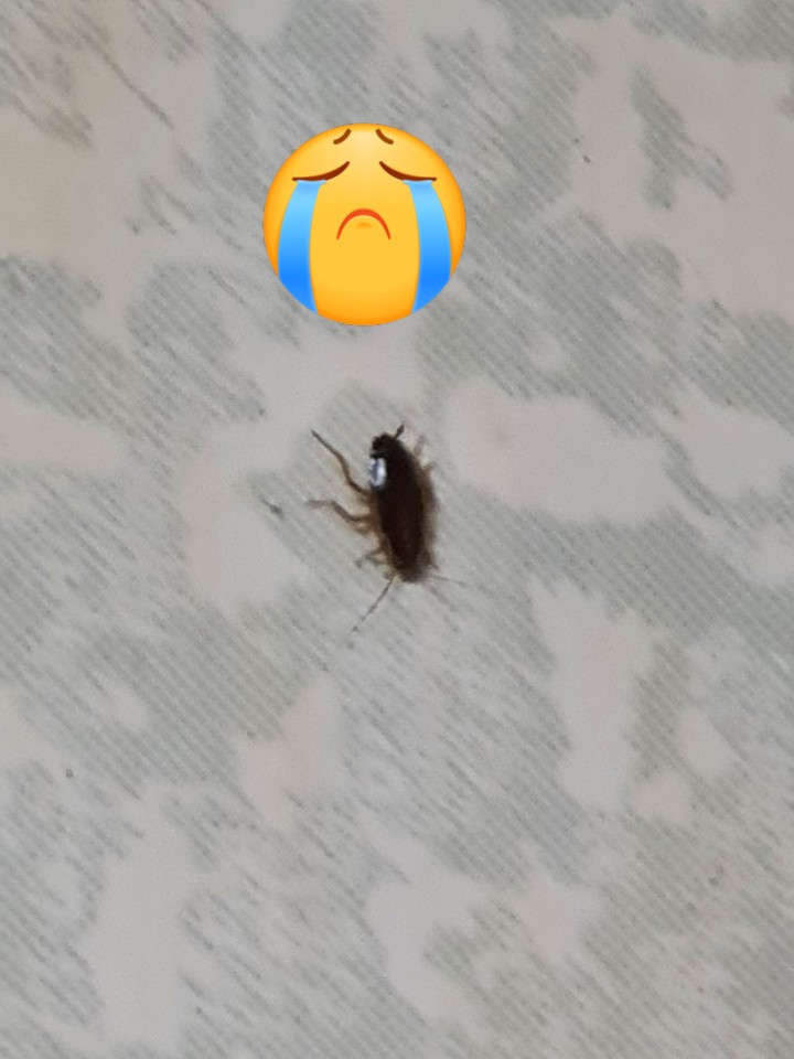 버그헌터119서울북부센터 이미지