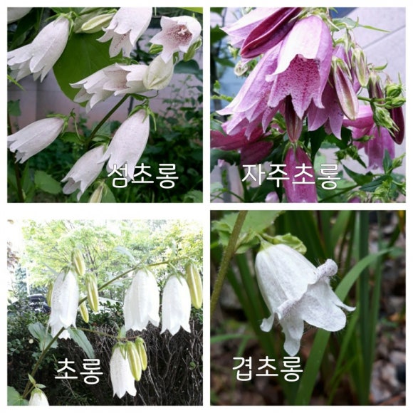 초롱꽃 이미지