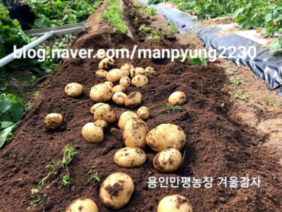 만평농장 이미지