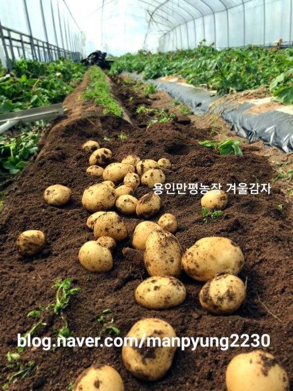 만평농장 이미지