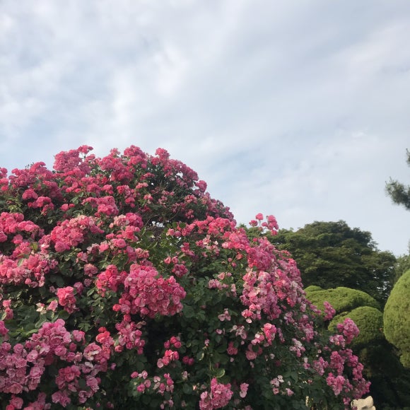 달동네떡볶이 이미지