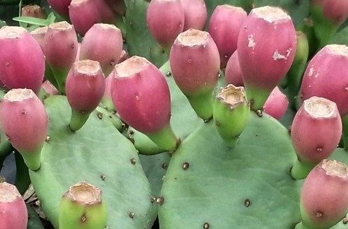 선인장식당 이미지