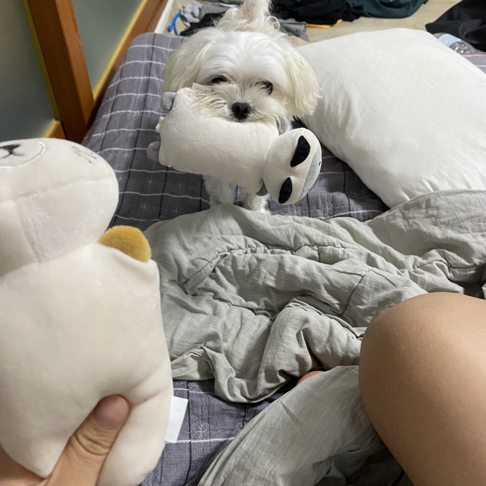 직화 쭈꾸쭈꾸 이미지