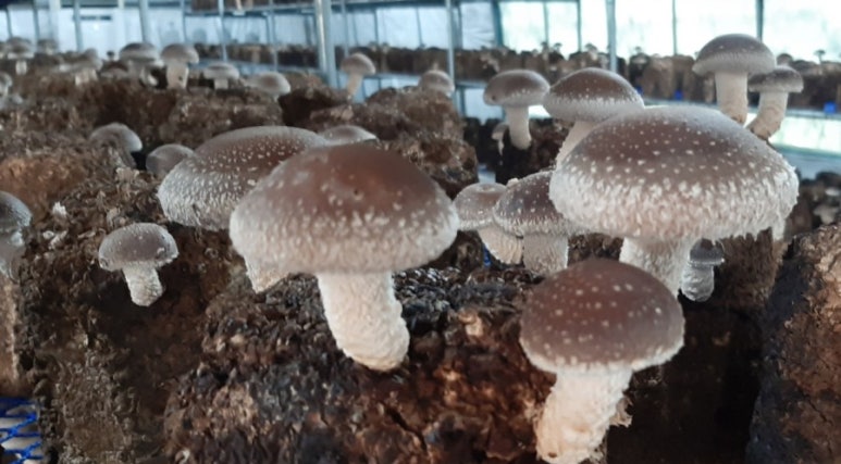 버섯놀이터변산농장 이미지