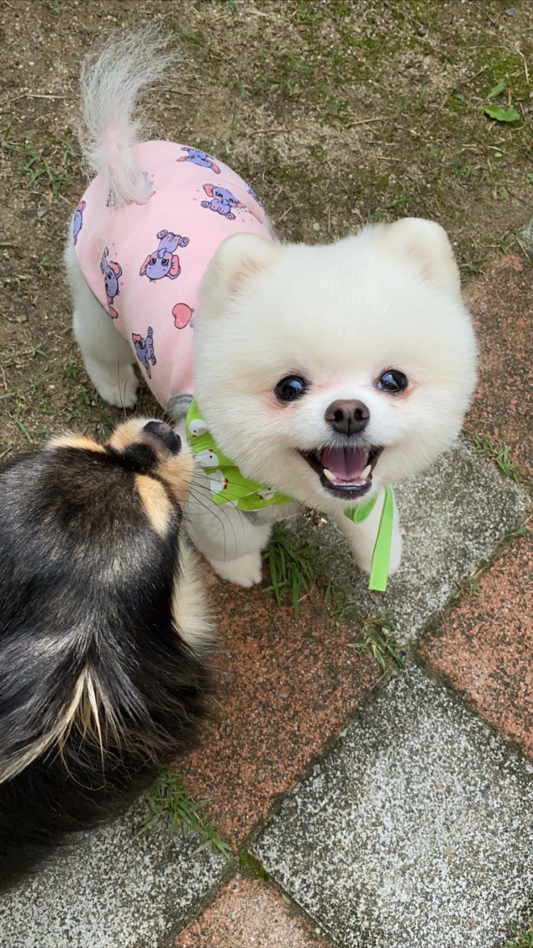 도미노피자청주 이미지