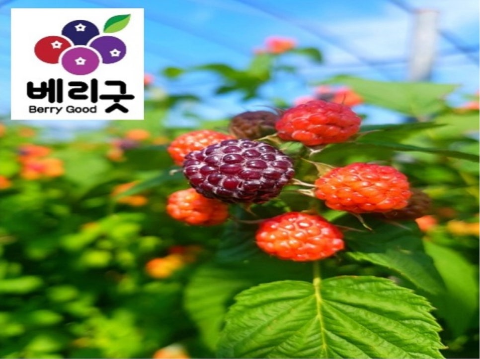 베리굿농장 이미지
