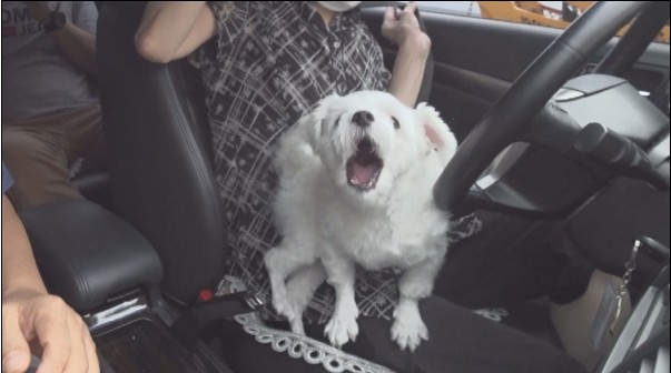 몽실이고기 이미지