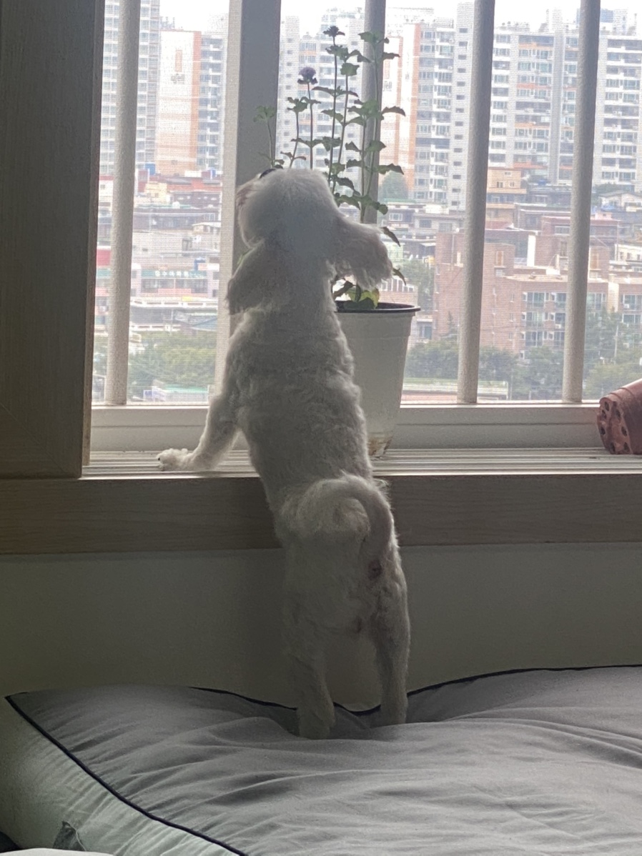 식물101 이미지