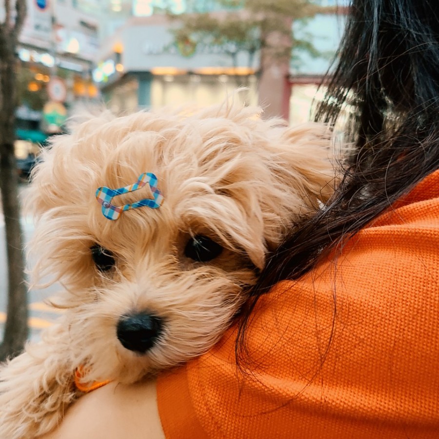 따띠삼겹파주 이미지