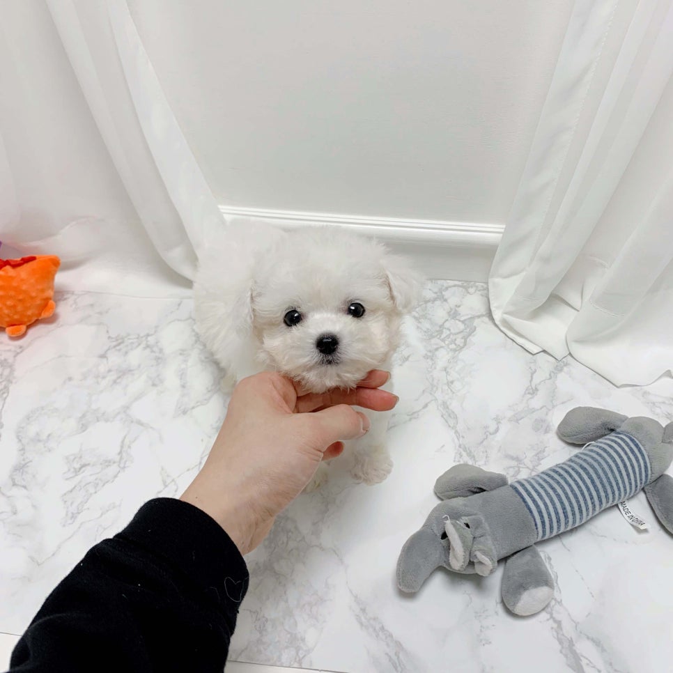 허니멍 이미지
