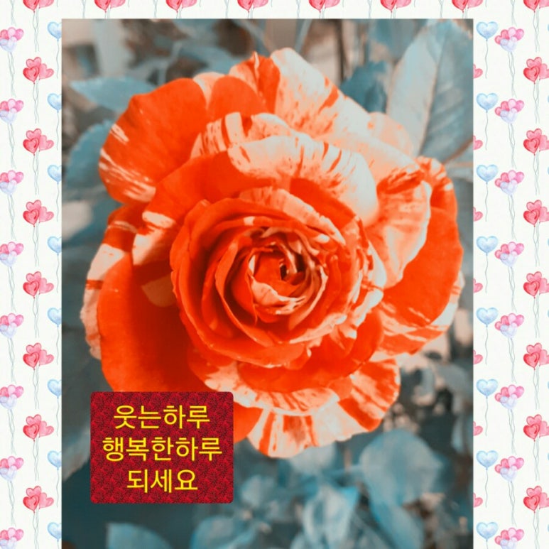 아침향기화원 이미지