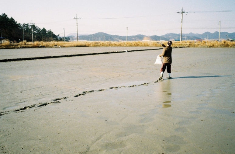 신안함초소금밭 이미지