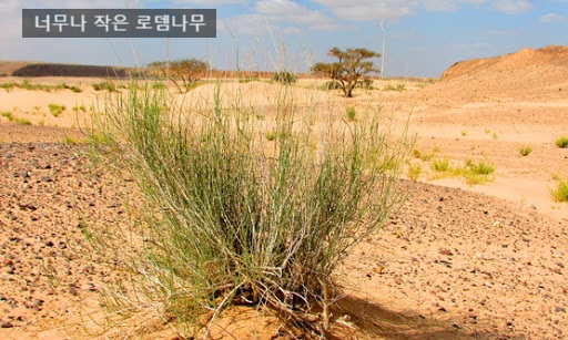 기독교로뎀 이미지