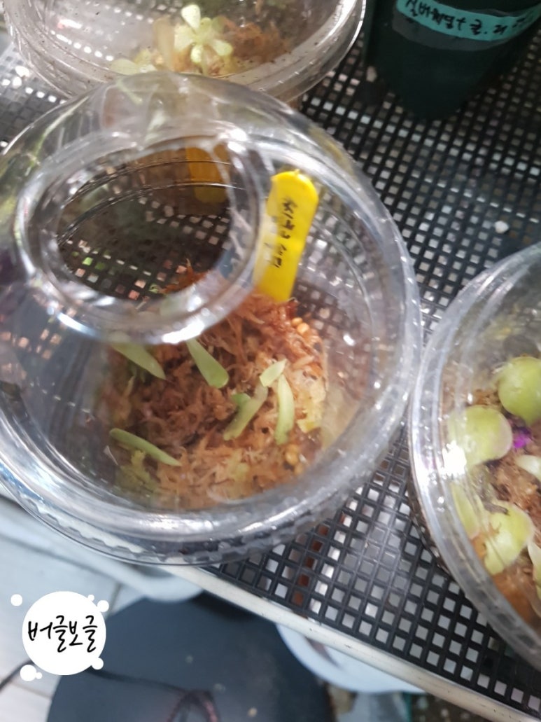 엣설 이미지