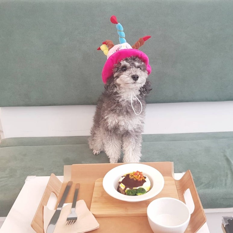 포지티브 보울(Pawsitive Bowl) 이미지