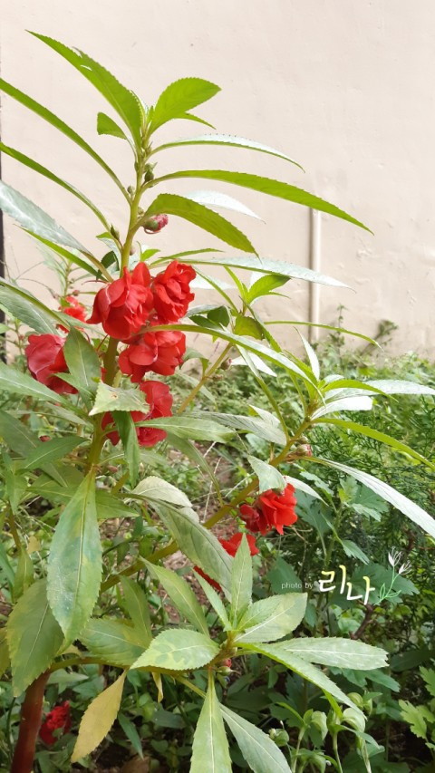 금화유 이미지