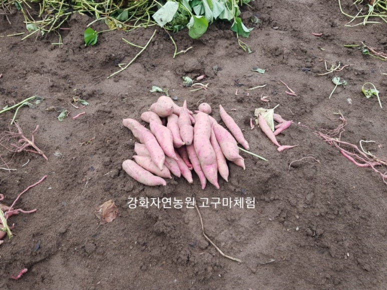 강화농원 이미지