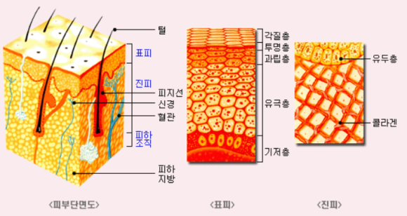 신진상수도 이미지