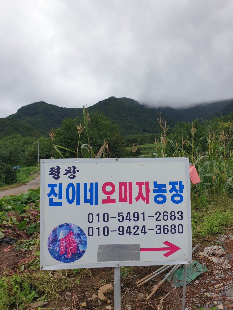 평창진이네오미자농장 이미지