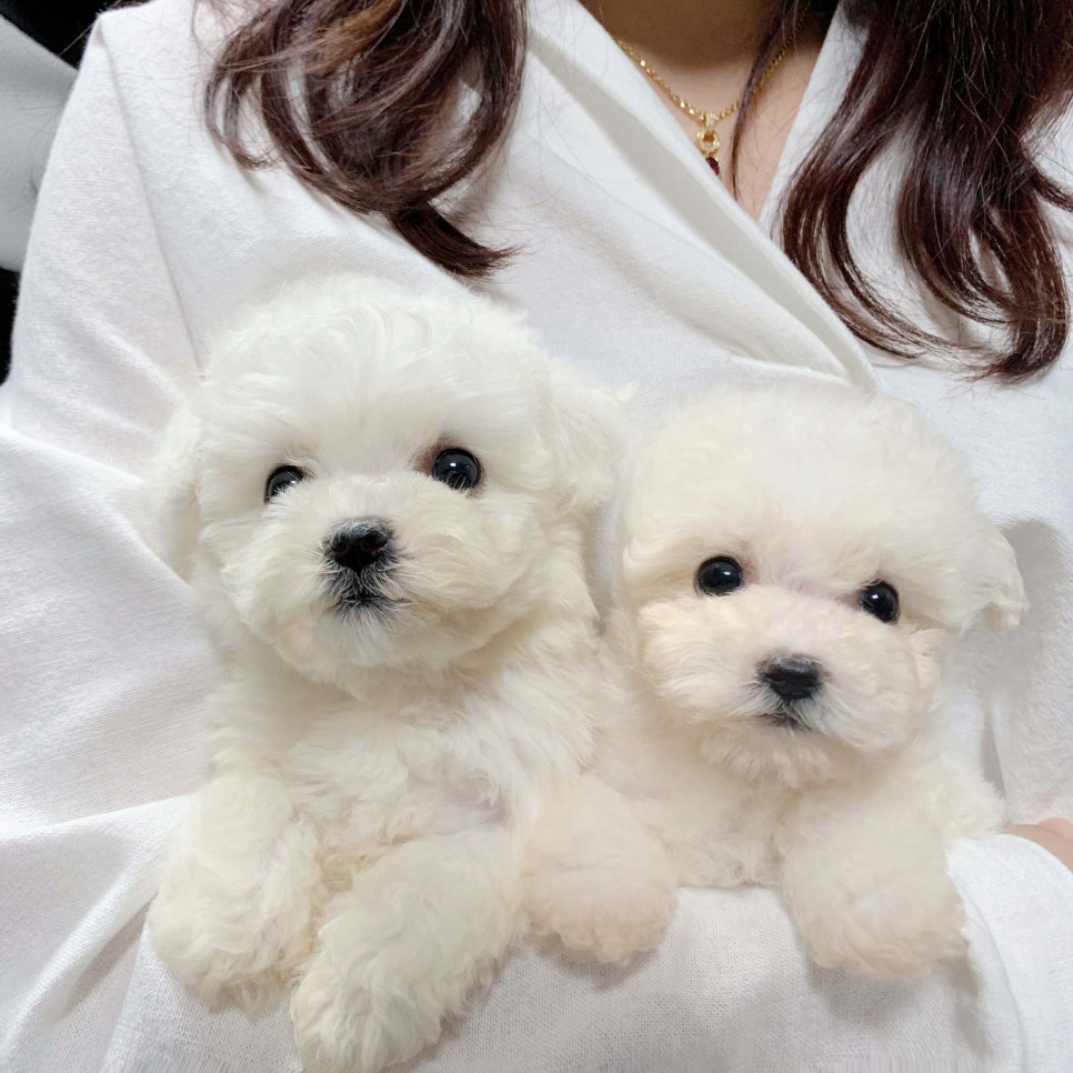 허니멍 이미지