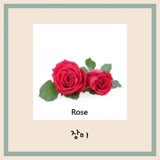 자라다plant 이미지