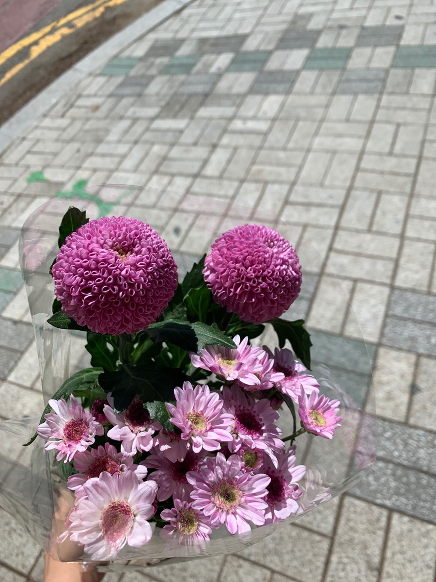 세실플라워 이미지