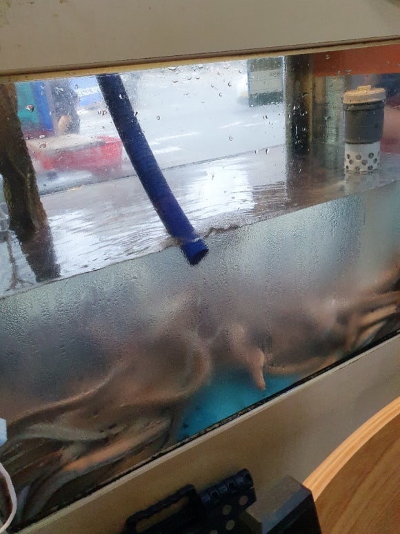 복이네산꼼장어 이미지