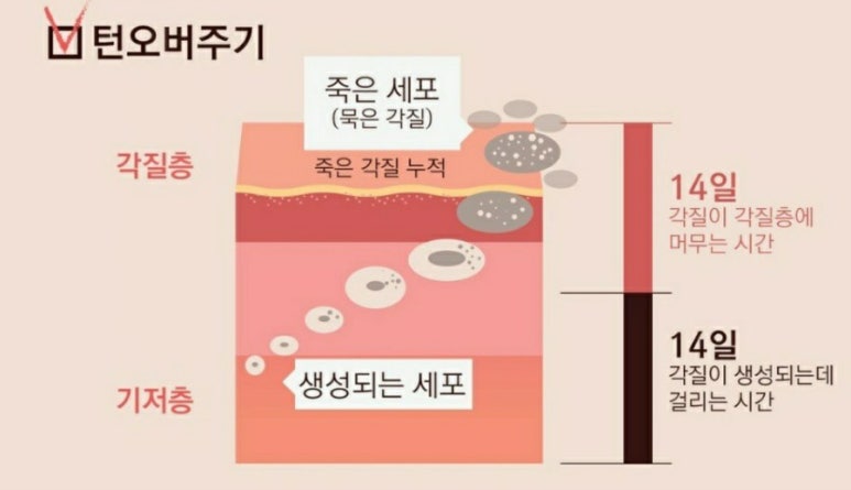 피부미인인셀덤 이미지