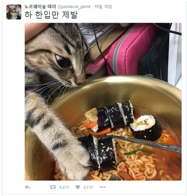 고양이김밥 이미지