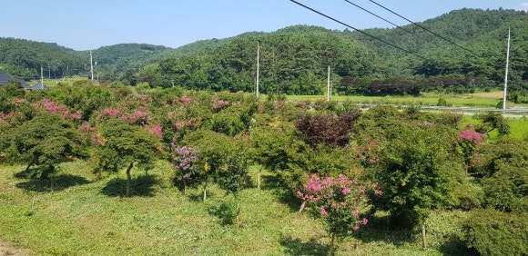 청단풍 이미지
