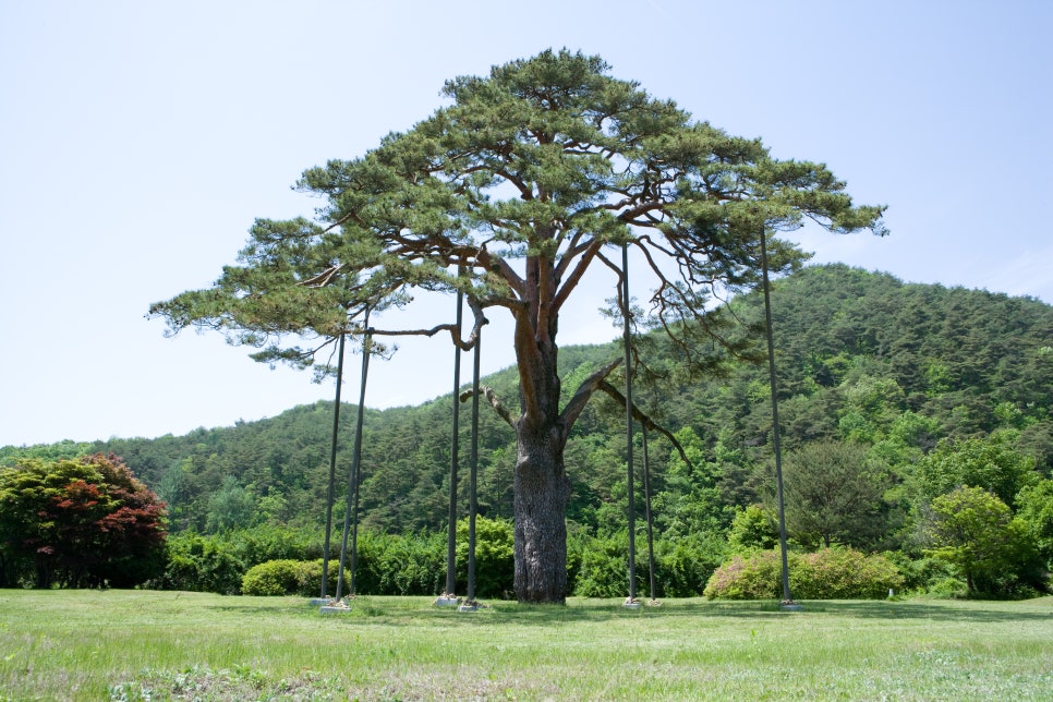 정원조경수관리 이미지
