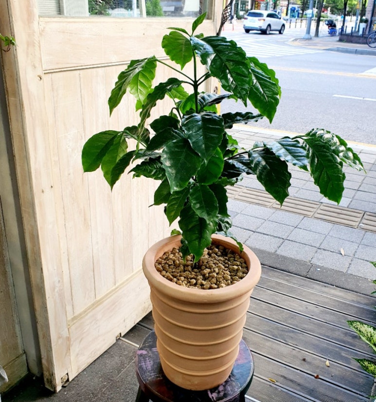 CoffeeTree 이미지