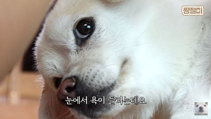 아이스쿠키 이미지