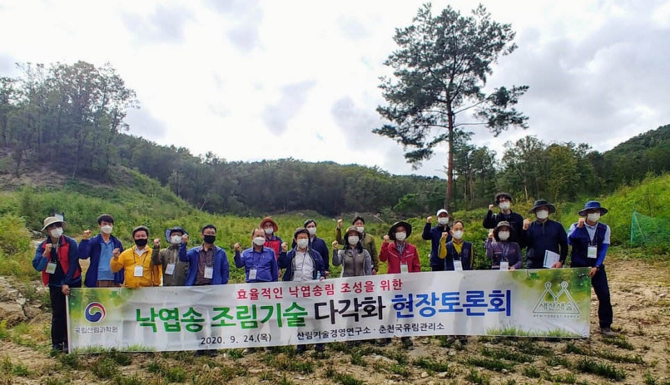 낙엽송숲 이미지