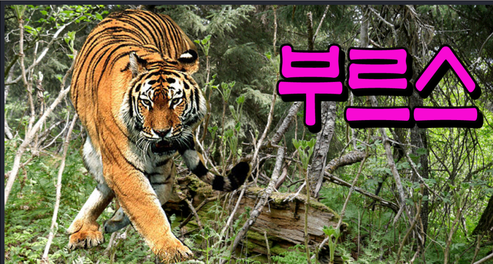 댄스스포츠.리듬짝 이미지