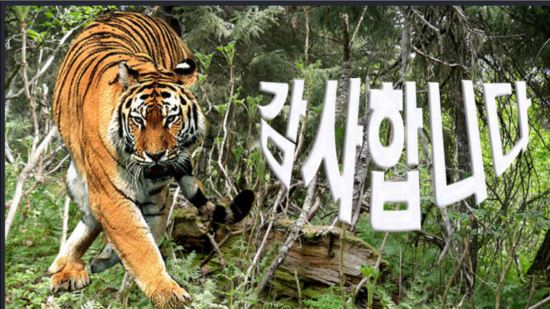 댄스스포츠.리듬짝 이미지