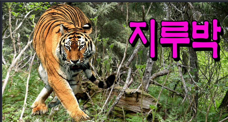 댄스스포츠.리듬짝 이미지