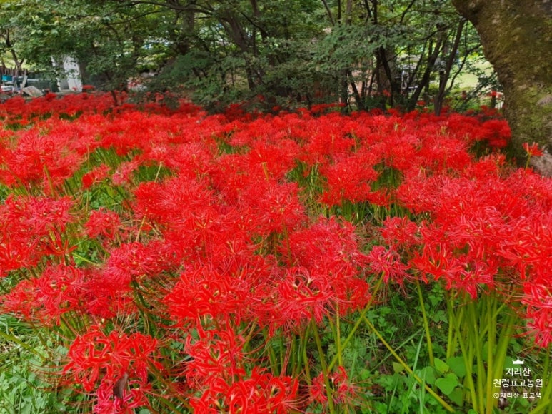 지리산천령표고농원 이미지