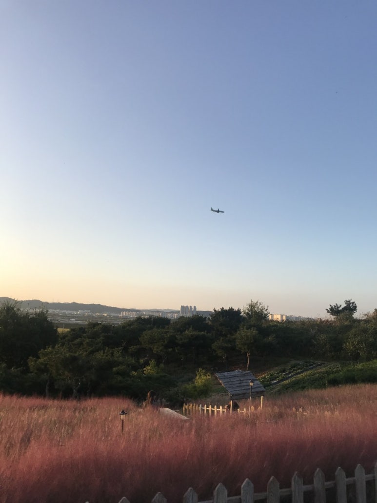 핑크뮬리 이미지