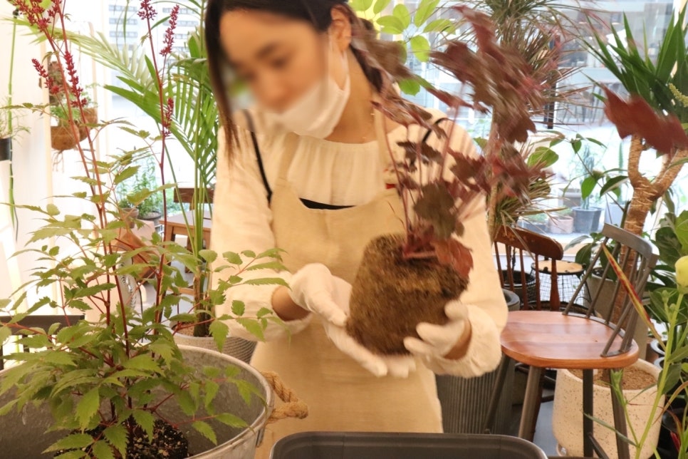 비비아르플랜트 이미지