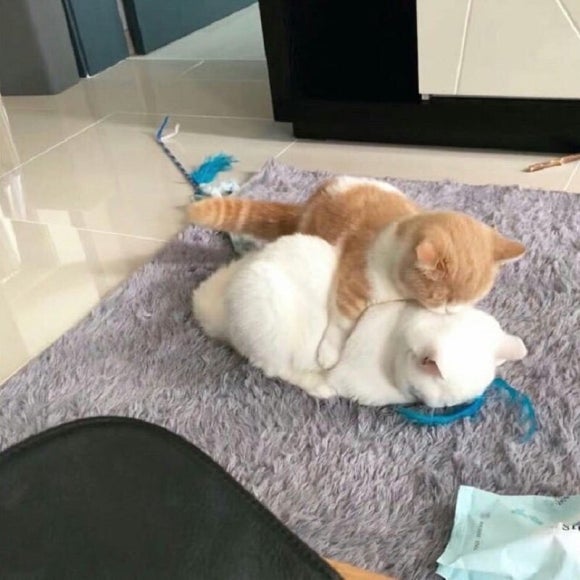 솔다 이미지