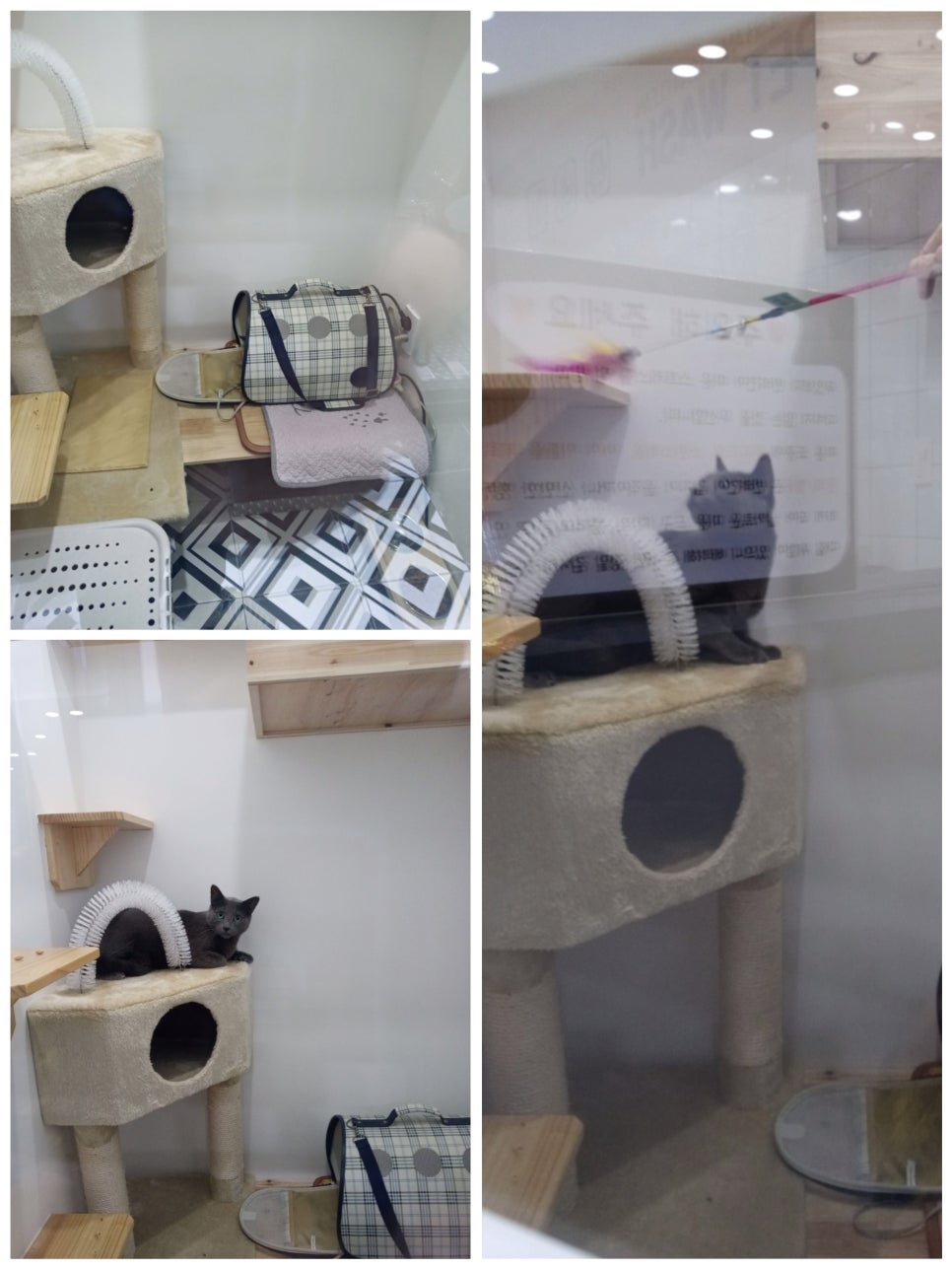블루잭슨 이미지