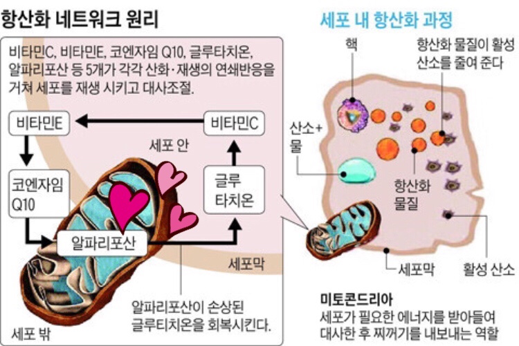 하나네트워크 이미지