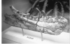 Larson Rex NMMNH P-1013-1 Skull Reconstruction : 네이버 블로그