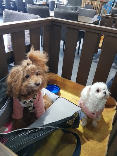 아라참 간식 이미지