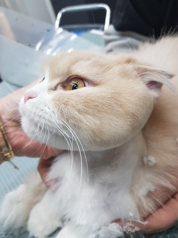 야옹아놀자 이미지