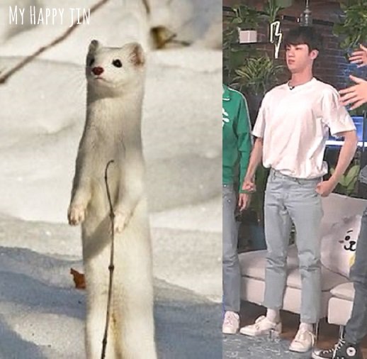 담비 이미지