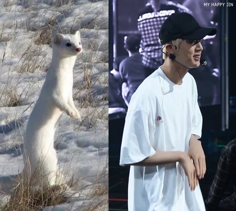 담비 이미지